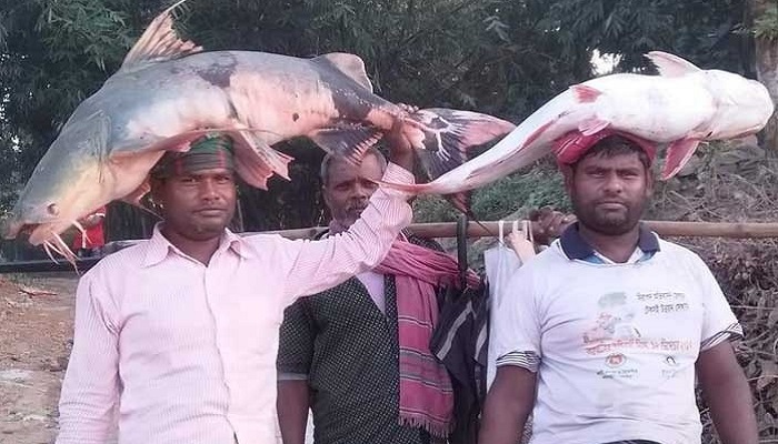 পদ্মায় মিলছে বড় বড় পাঙাশ