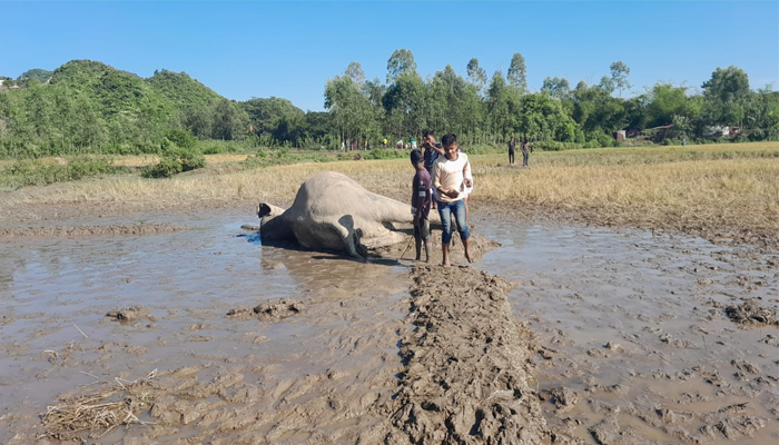 নেত্রকোণা সীমান্তে বন্য হাতির মৃত্যু