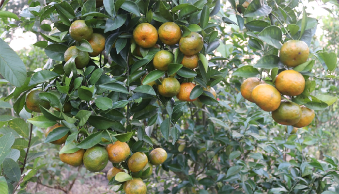 প্রথমবার কমলা চাষেই সফল বাবুগঞ্জের পারভেজ