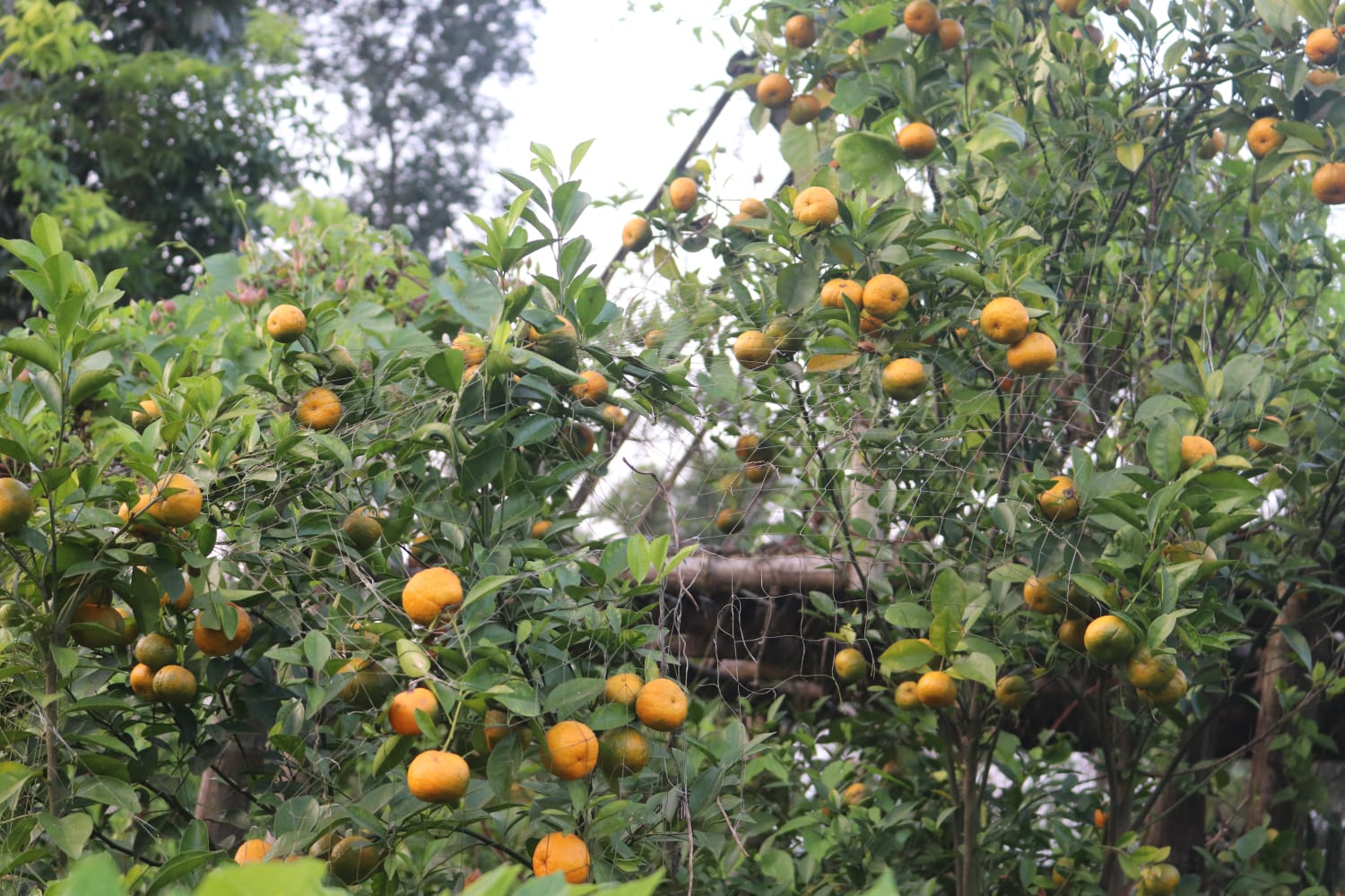প্রথমবার কমলা চাষেই সফল বাবুগঞ্জের পারভেজ