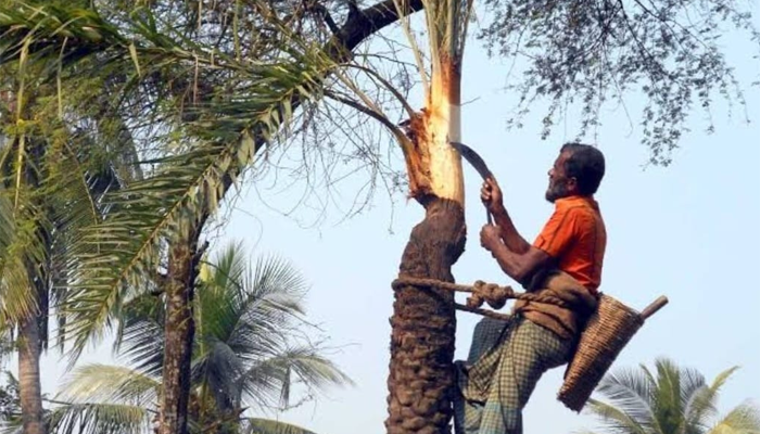 ডুমুরিয়ায় খেজুর গাছ প্রস্তুতে ব্যস্ত গাছিরা