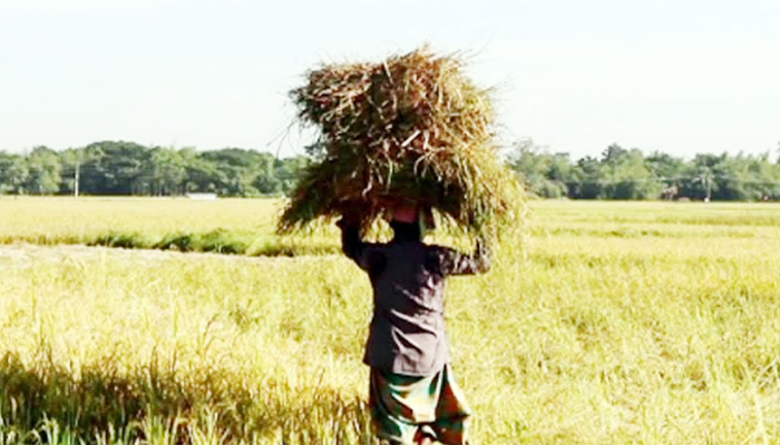 সুনামগঞ্জে বন্যার ক্ষত কাটিয়ে ঘুরে দাঁড়িয়েছে কৃষকরা