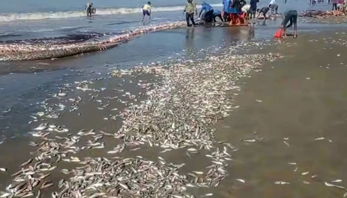কক্সবাজার সৈকতে ভেসে এলো ঝাঁকে ঝাঁকে মাছ