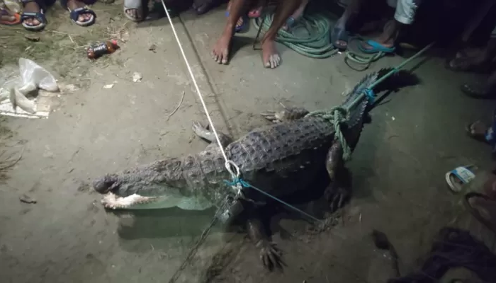 মাছের ঘেরে এলো বিশাল কুমির!