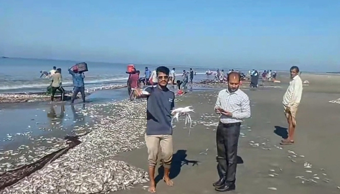 কক্সবাজার সৈকতে ভেসে এলো ঝাঁকে ঝাঁকে মাছ