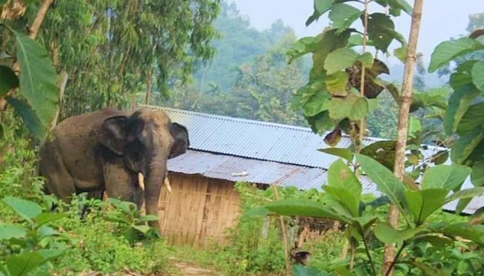 লামায় বন্য হাতির আক্রমণ, বৃদ্ধা নিহত