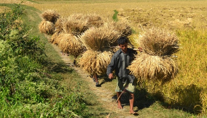 খাদ্য নিরাপত্তায় ৫ হাজার কোটি টাকার তহবিল গঠন