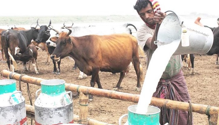 দেশের দুগ্ধ খাতে অপার সম্ভাবনার হাতছানি