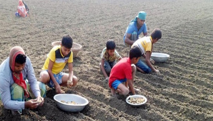 সারের সংকটে দুঃশ্চিন্তায় রাজশাহীর কৃষকরা