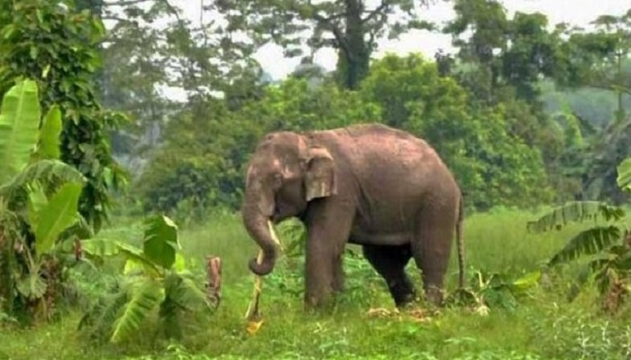 নেত্রকোনায় বন্য হাতির আক্রমণে ১ জনের মৃত্যু