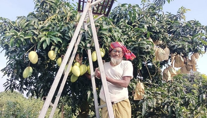 অসময়ের আশ্বিনা আমের বাণিজ্যিক সম্ভাবনা