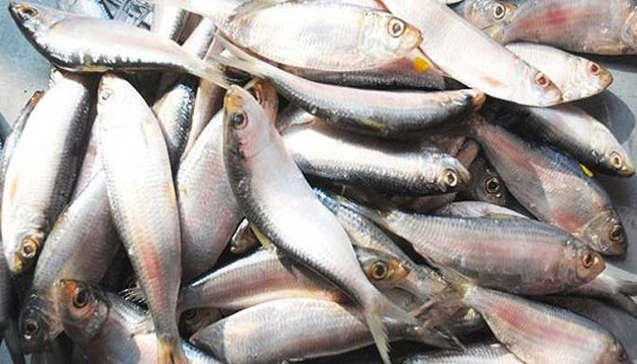 জাটকা না ধরা জেলেদের জন্য ভিজিএফ বরাদ্দ