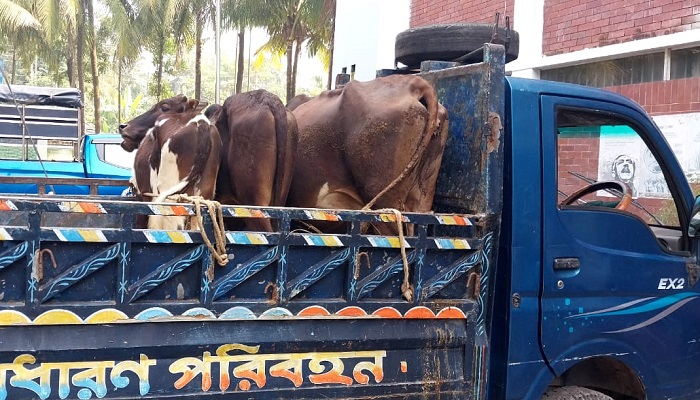 কমলনগরে চোরসহ তিন গরু উদ্ধার!