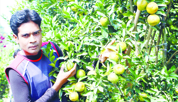 বরেন্দ্র অঞ্চলে দার্জিলিং কমলা চাষে সাইদুলের অভাবনীয় সাফল্য