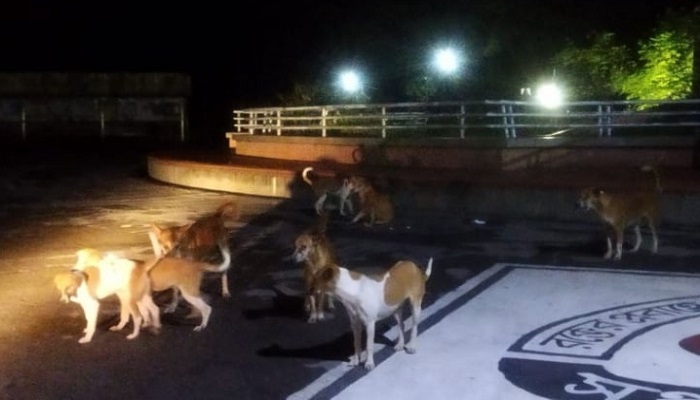 ক্যাম্পাসে কুকুর নিয়ে উদ্বেগে শাবি প্রশাসন