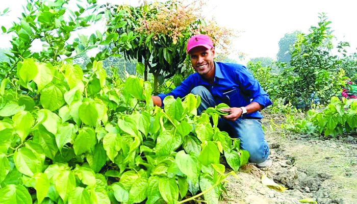 দক্ষিণ-পশ্চিমাঞ্চলের সম্ভাবনাময় কৃষিপণ্য ‘চুই’