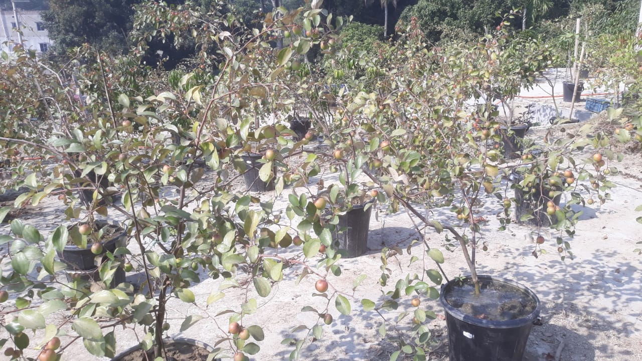 সালথায় ছাদবাগানে সফল ফুয়াদ