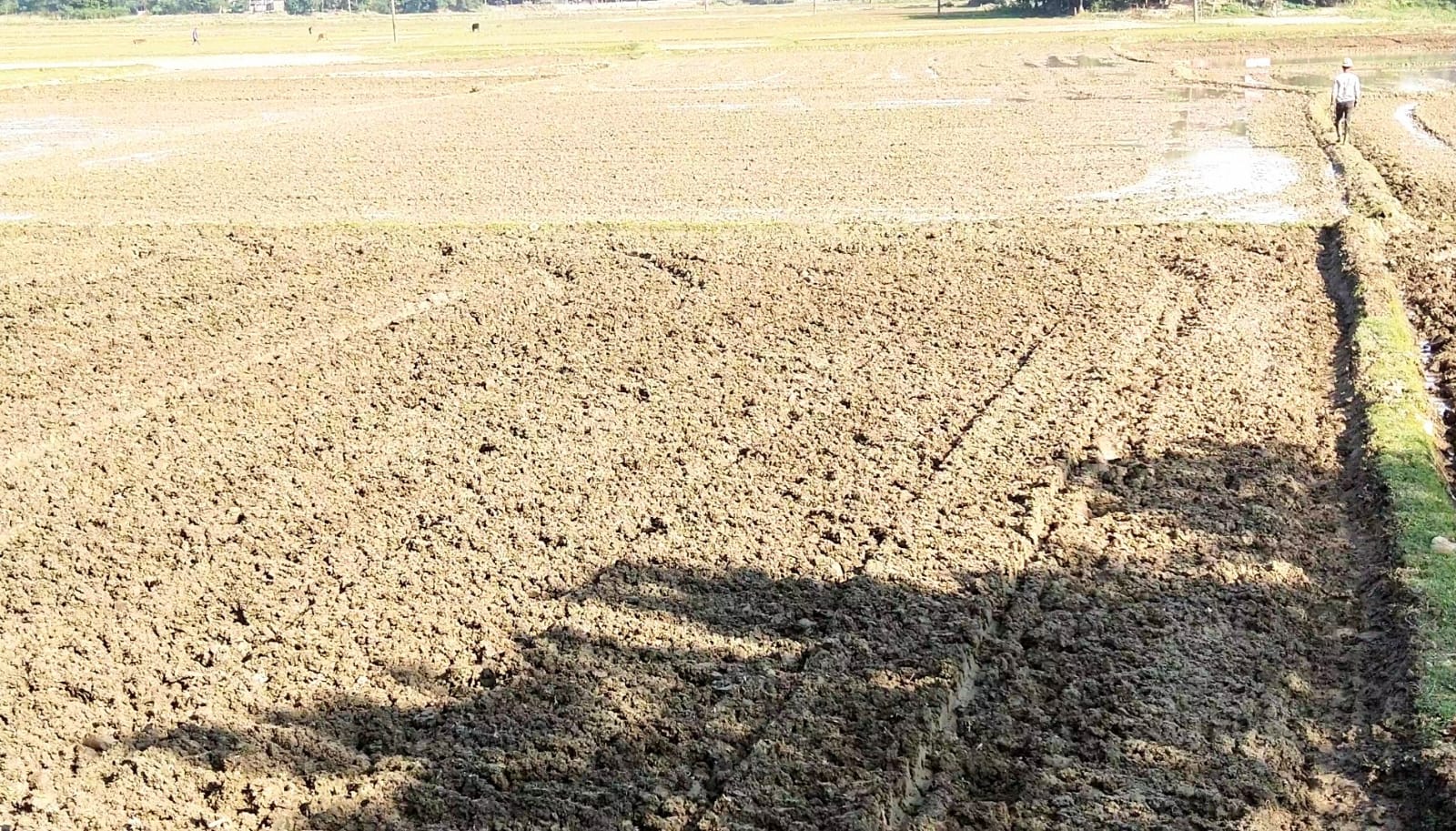 শান্তিগঞ্জের হাওর পানিশূন্য, দুশ্চিন্তায় কৃষকরা