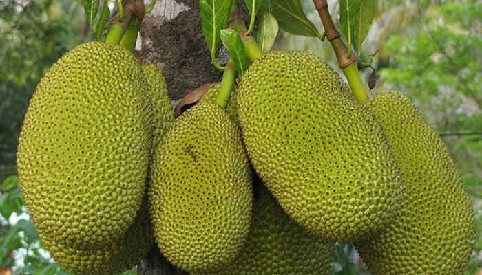 জাতীয় ফল কাঁঠালের জীবন রহস্য উন্মোচন