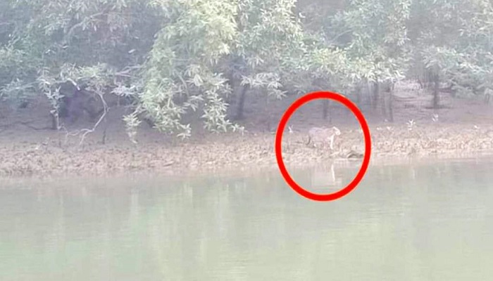 সোনাদিয়ায় বাঘসদৃশ প্রাণী, আতঙ্কিত দ্বীপবাসী