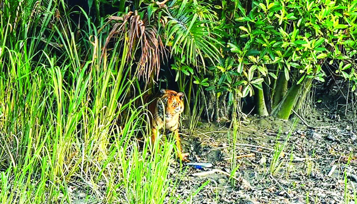 সুন্দরবনের লোকালয়ে ফের দুই বাঘের গর্জন
