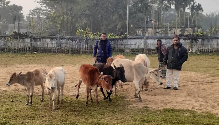 শান্তিগঞ্জে ১১ চোরাই গরু উদ্ধার, গ্রেপ্তার ৩