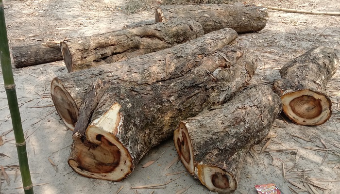 ক্ষেতলালে অনুমতি ছাড়াই বিদ্যালয়ের গাছ কাটার অভিযোগ