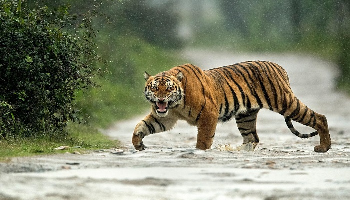 মোরেলগঞ্জে বাঘের গর্জন, আতঙ্কিত স্থানীয়রা