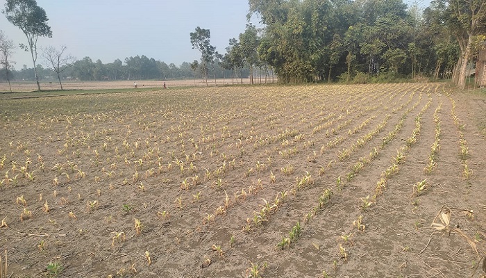 কিটনাশক স্প্রে করে প্রায় এক একর ভুট্টা খেত নষ্ট