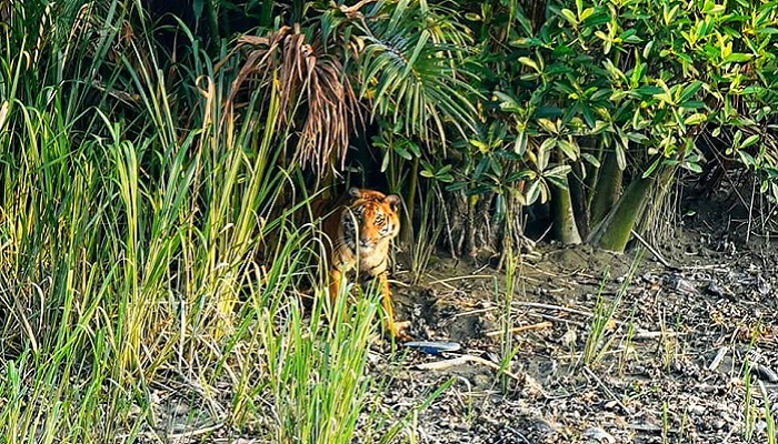 মোরেলগঞ্জে বাঘ আতঙ্ক, রাত জেগে পাহারা