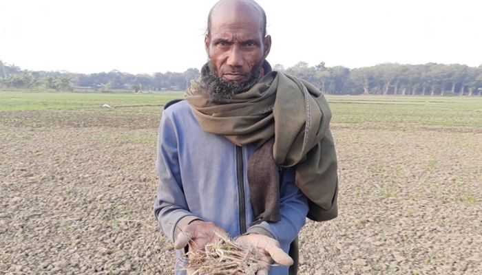 পেঁয়াজ গাছ মরে খালি হয়ে গেছে মাঠ, দিশাহারা কৃষক