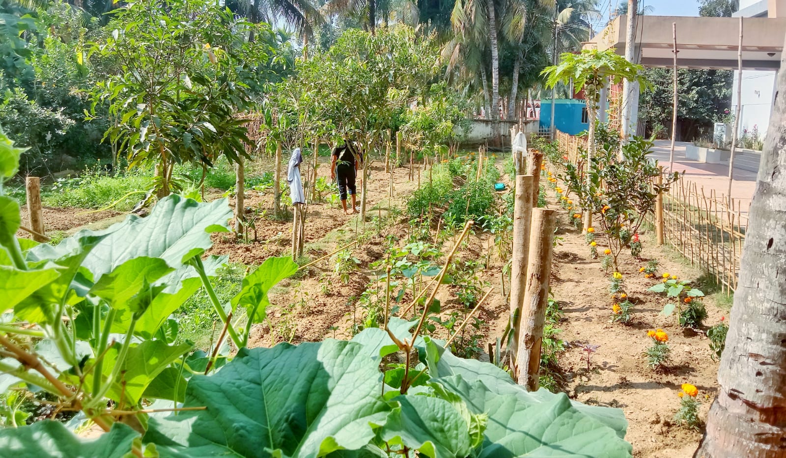 রামগড় থানায় হচ্ছে শাক-সবজি ও মাছ চাষ