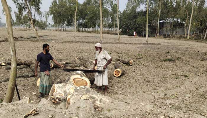 শিক্ষকের বিরুদ্ধে সরকারি গাছ কাটার অভিযোগ