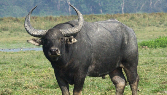 মহিষের আক্রমণে আ.লীগ নেতাসহ ২ জনের মৃত্যু