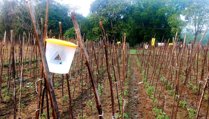 মডেল কৃষি ইউনিয়নের তালিকায় স্থান পেলো চৌমুহনী ইউনিয়ন