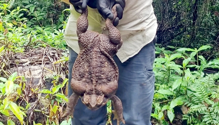 অস্ট্রেলিয়ার কুইন্সল্যান্ডে পাওয়া গেল ‘দানব’ আকৃতির ব্যাঙ