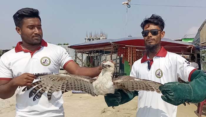 সুস্থ হয়ে আকাশে উড়ল বাজপাখি