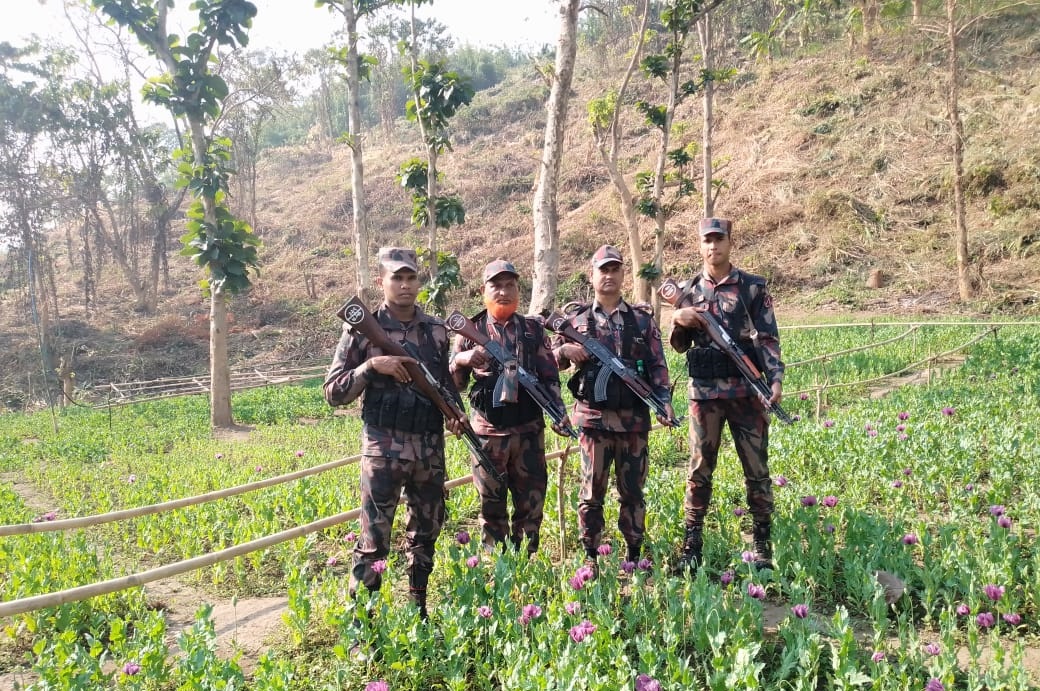 থানচিতে ৩০ একর পপি খেত পুড়িয়ে দিল বিজিবি