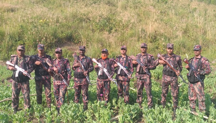 থানচিতে ৩০ একর পপি খেত পুড়িয়ে দিল বিজিবি