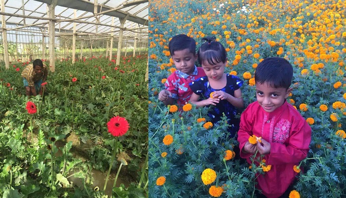 সিংগাইরে ফুল চাষিদের মুখে হাসি