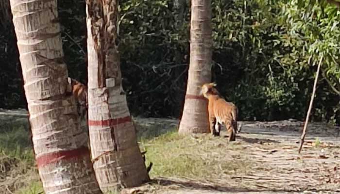 জোড়া বাঘের কবলে বন কার্যালয়, শ্বাসরুদ্ধকর ২০ ঘণ্টা