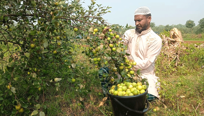বড়ই চাষে ভাগ্য ফিরলো মুরাদনগরের ইউনুছের