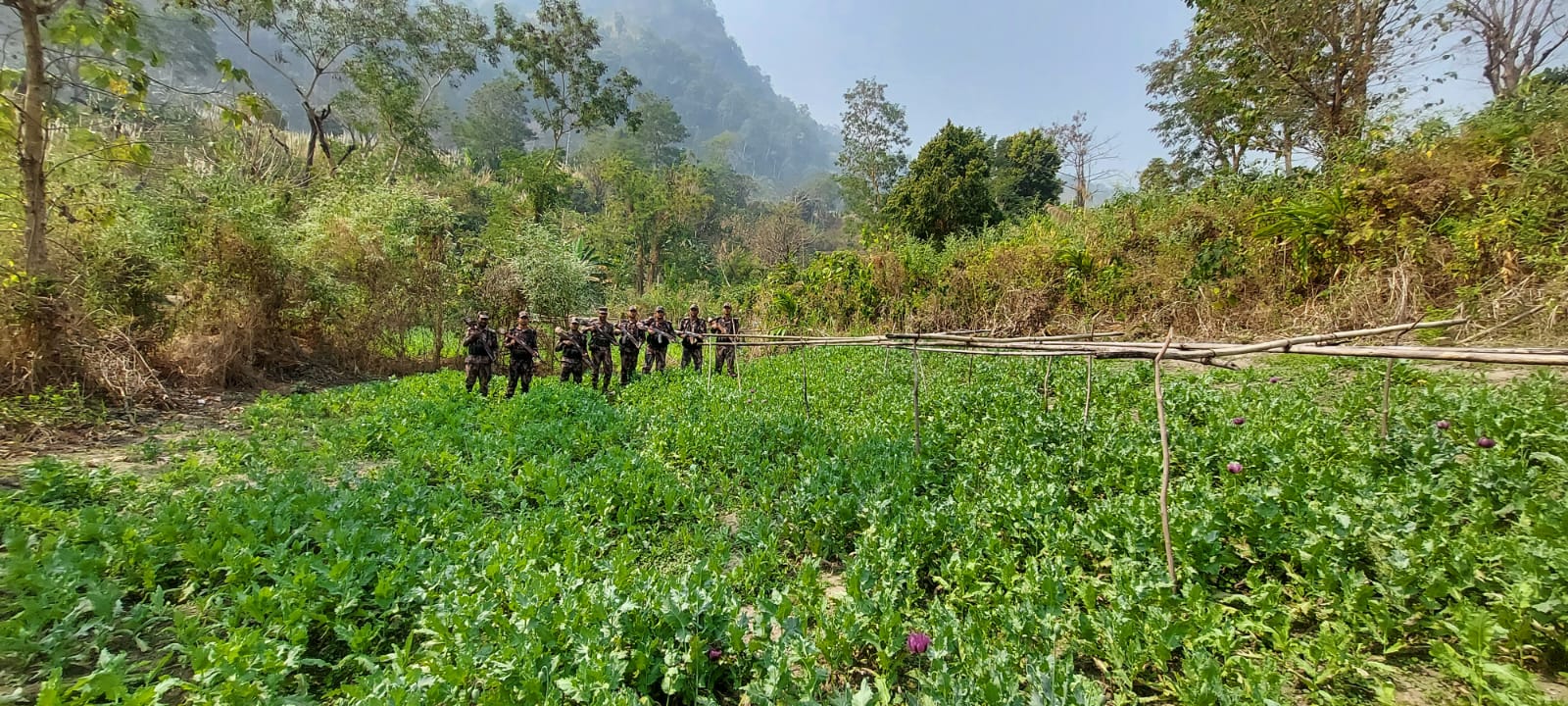 থানচিতে ফের পৌনে তিন কোটি টাকার পপি খেত ধ্বংস