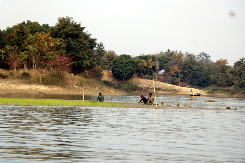 কাপ্তাইয়ে জলেভাসা জমিতে বোরো আবাদ শুরু