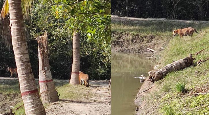 অফিসের চারপাশে ঘুরে বেড়াচ্ছে ৩ বাঘ