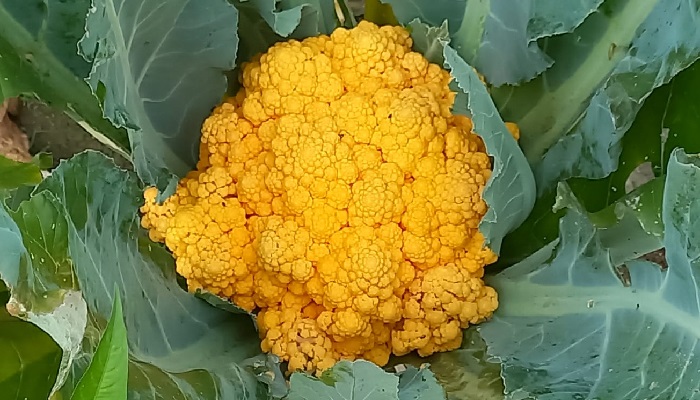 আটপাড়ায় রঙিন ফুলকপির মাঠ দিবস পালিত