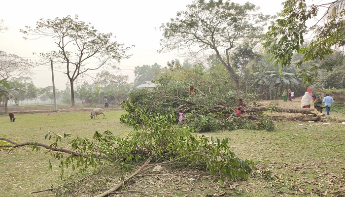 ধোবাউড়ায় গাছের সঙ্গে এ কেমন শত্রুতা