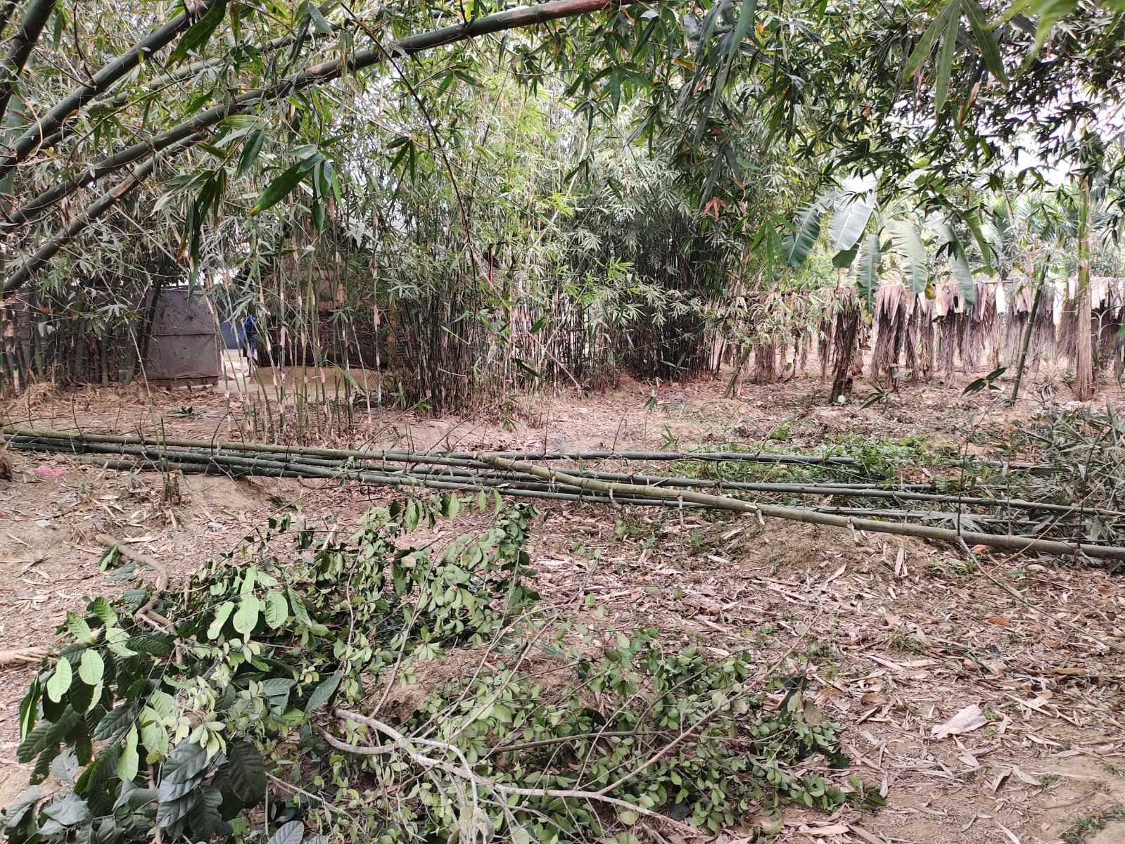 ধোবাউড়ায় গাছের সঙ্গে এ কেমন শত্রুতা