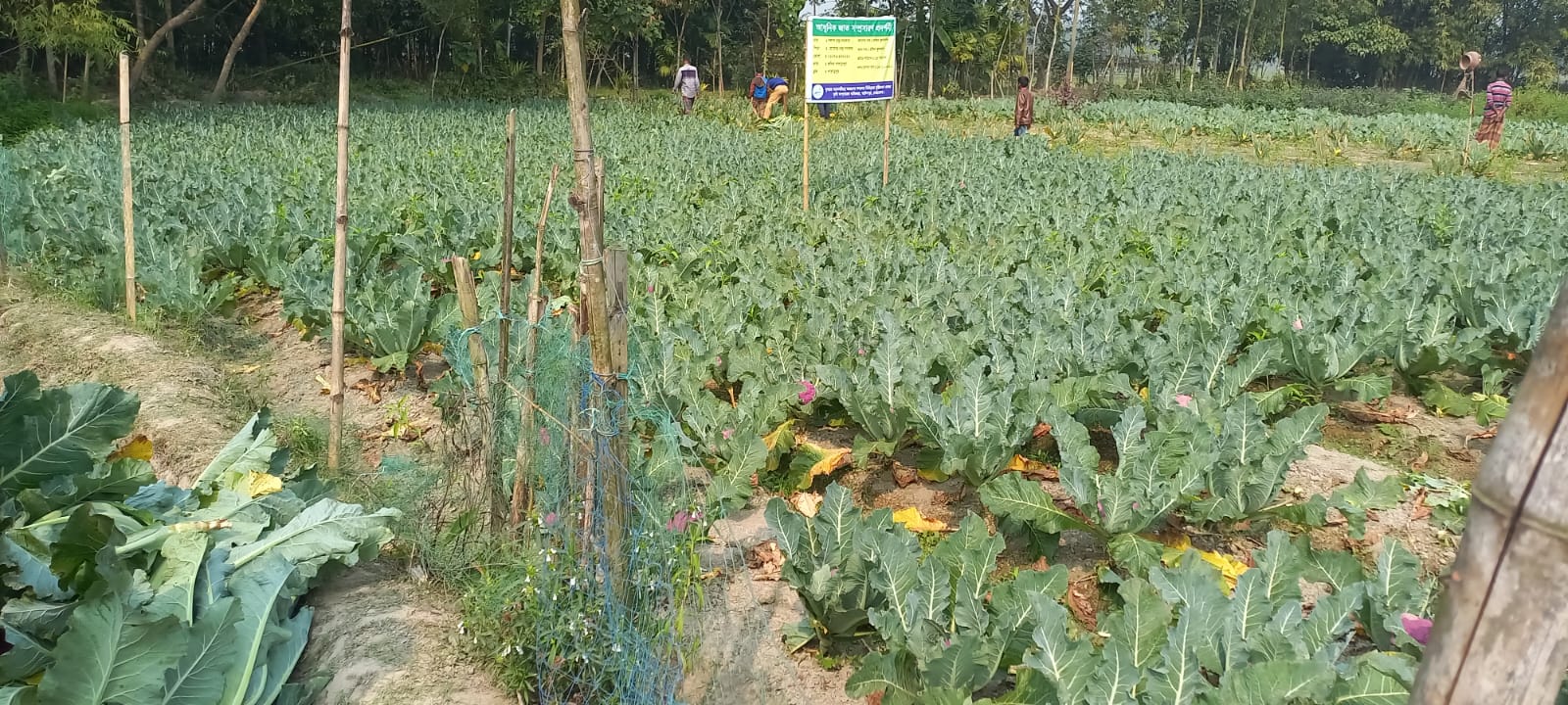 আটপাড়ায় রঙিন ফুলকপির মাঠ দিবস পালিত