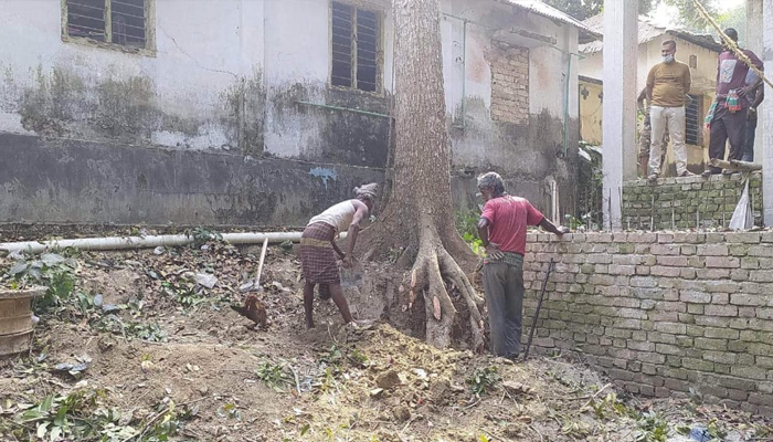 বোয়ালমারীতে স্কুলের গাছ কেটে নিলেন সভাপতি